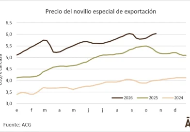 El novillo de exportación volvió al récord de fines de agosto El novillo de exportación volvió al récord de fines de agosto